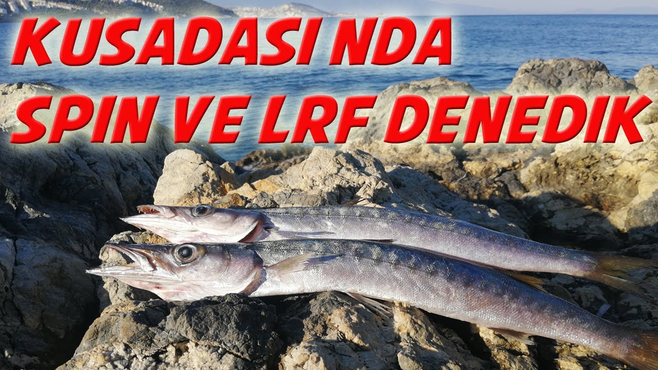Kuşadasında Spin ve Lrf denedik | Baraküda avı | Fishing in Kusadasi Turkey