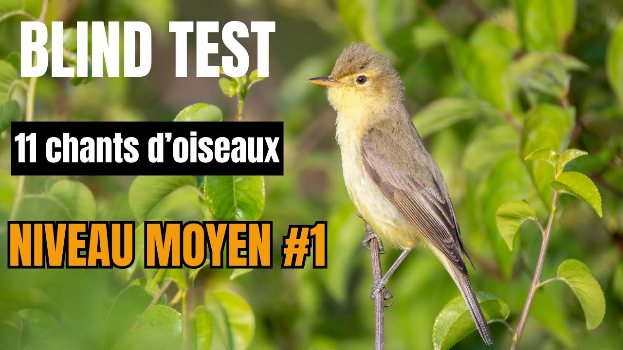 BLIND TEST chants d'oiseaux NIVEAU MOYEN #1
