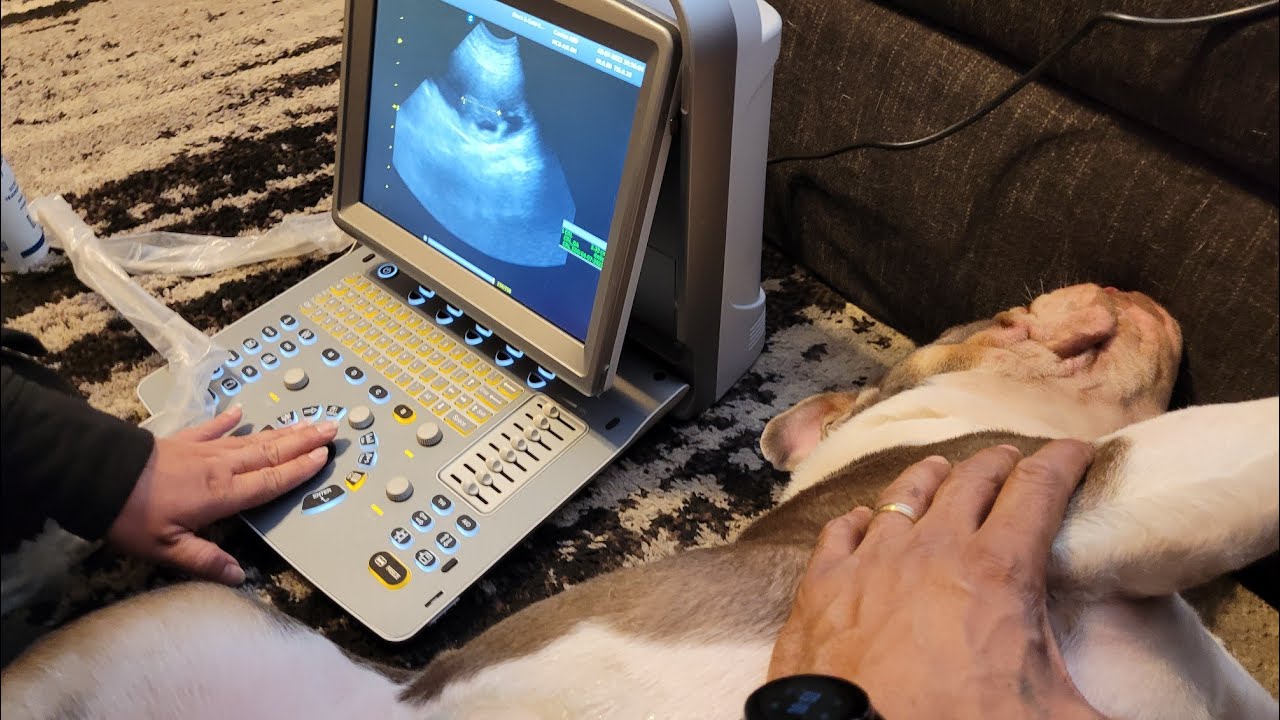 Is my English Bulldog Pregnant? Day 34 Ultrasound