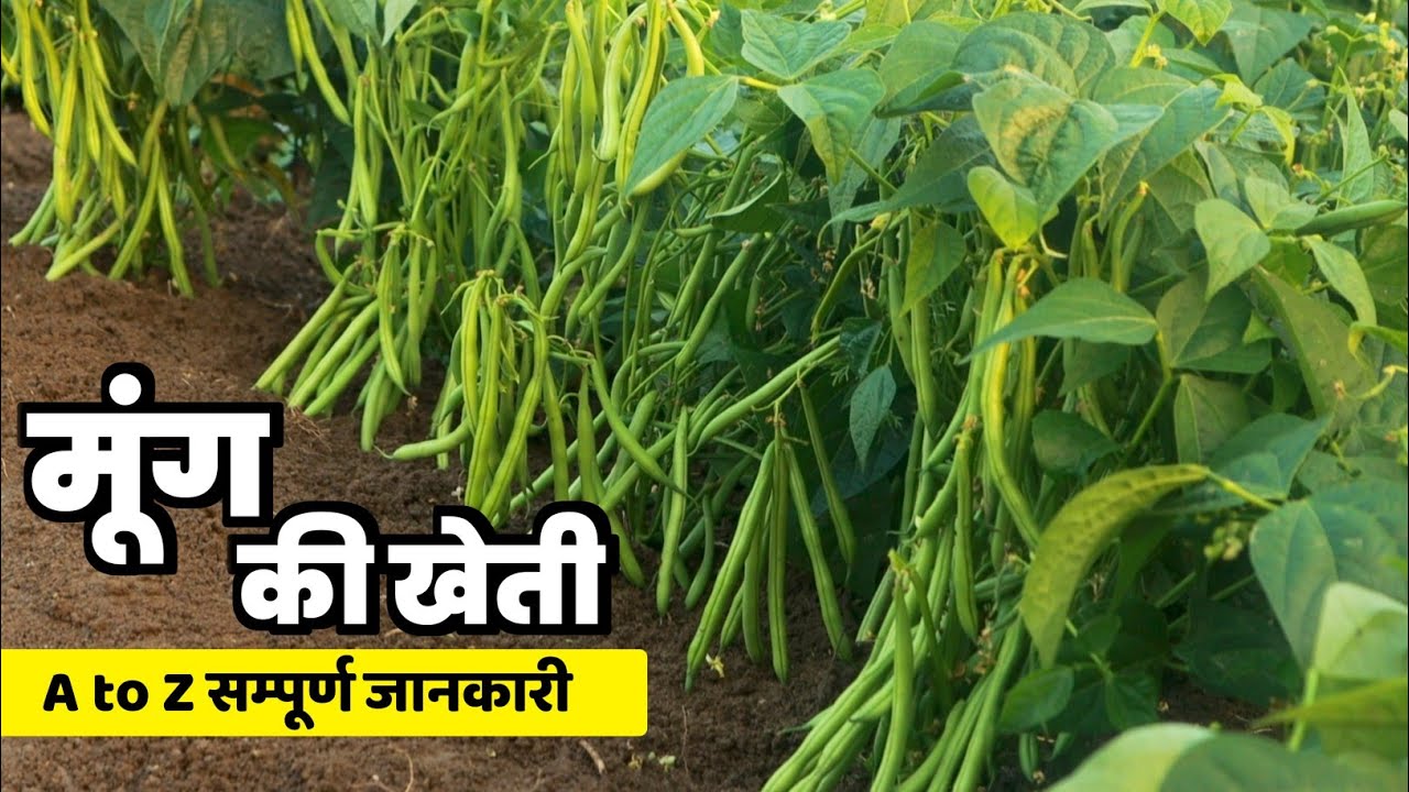 Moong Ki Kheti / मूंग की खेती / गर्मियों में मूंग की खेती / moong ki kheti kaise karen / 2023