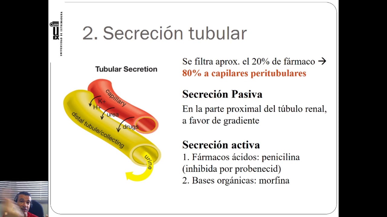 GRADO DE MEDICINA - Excreción