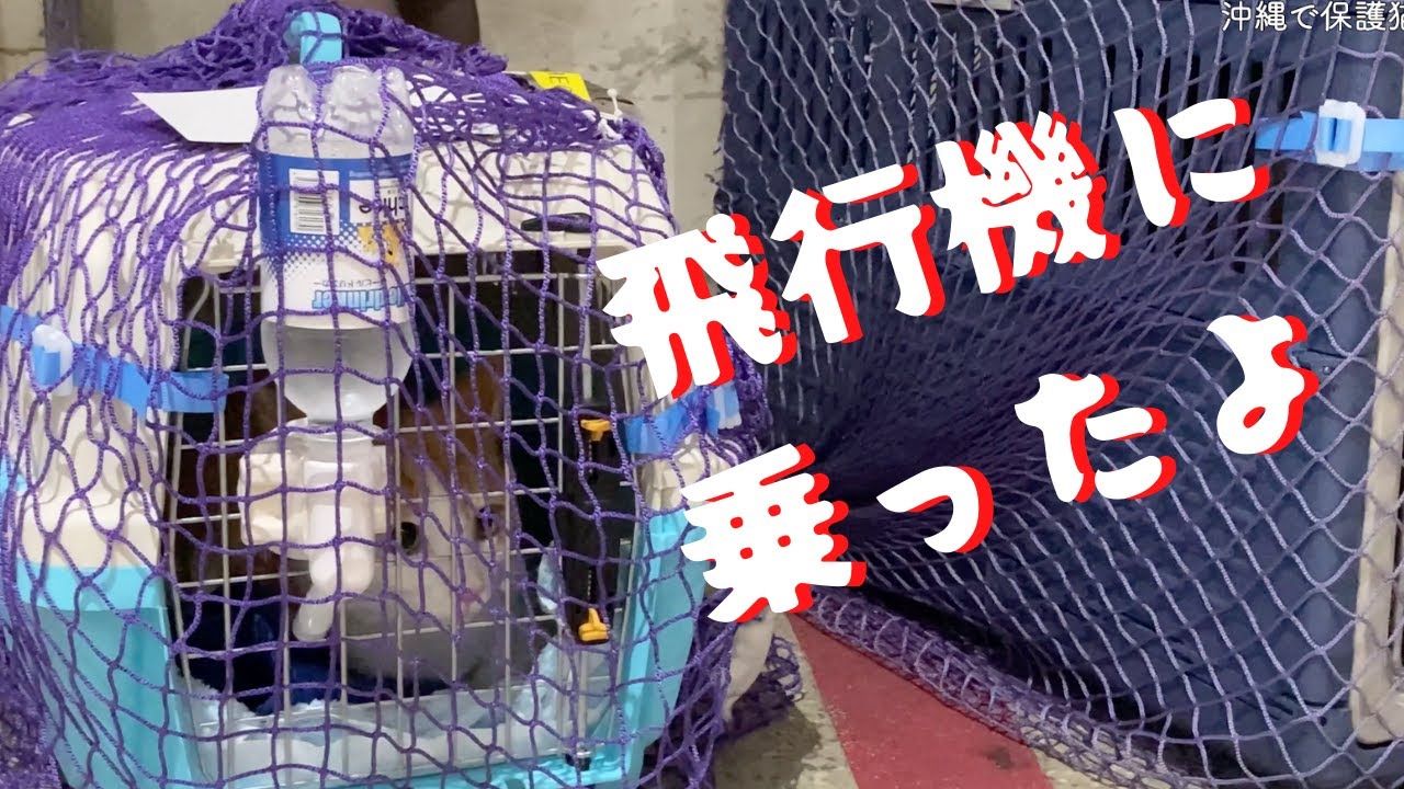 【神戸旅行】猫と飛行機(ANA)に乗る。猫と泊まれる北の坂ホテルに2泊しました。