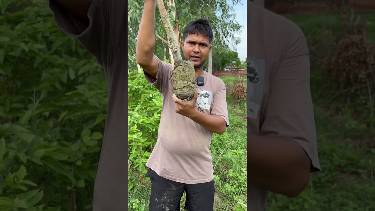 Easy way to planting a jamun tree with removing polybag from tree roots 