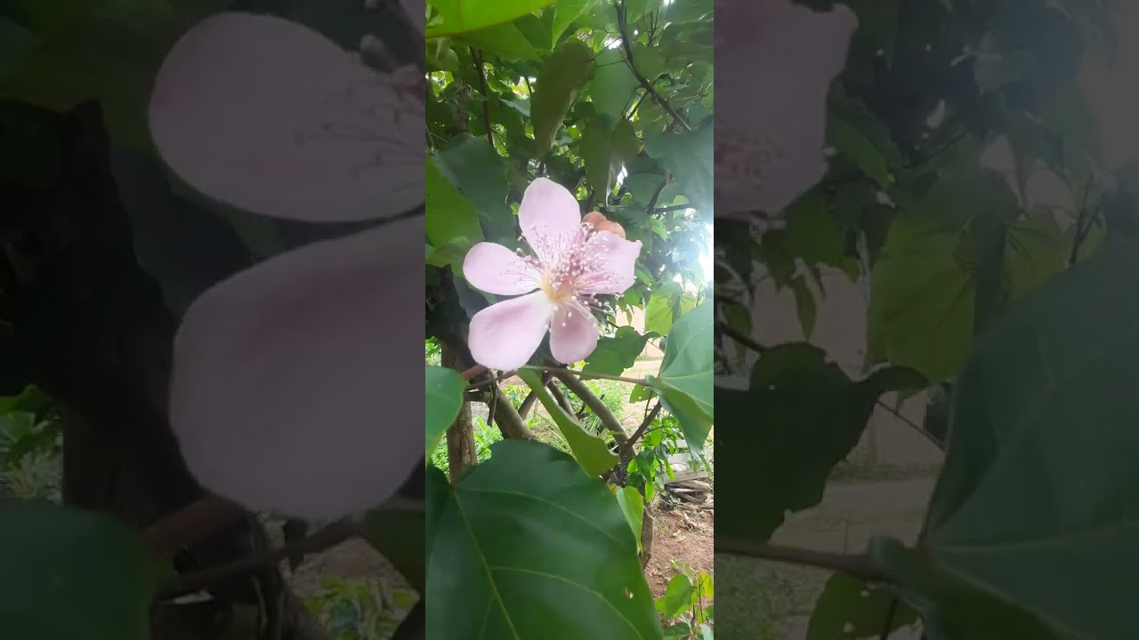 Assista até o final! E de seu like pra fortalecer nosso canal na natureza! Abraço a todos! Vida!