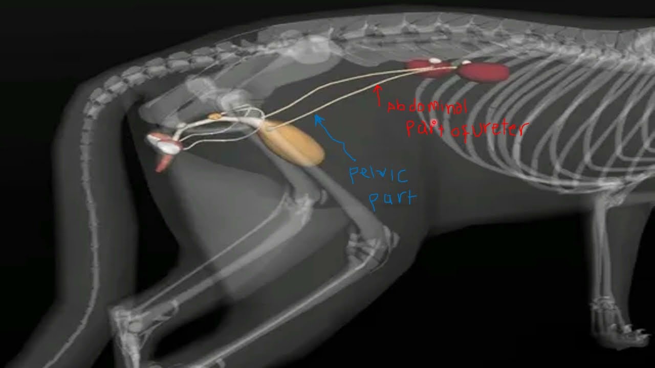 Anatomy of ureter, urinary bladder and  female urethra