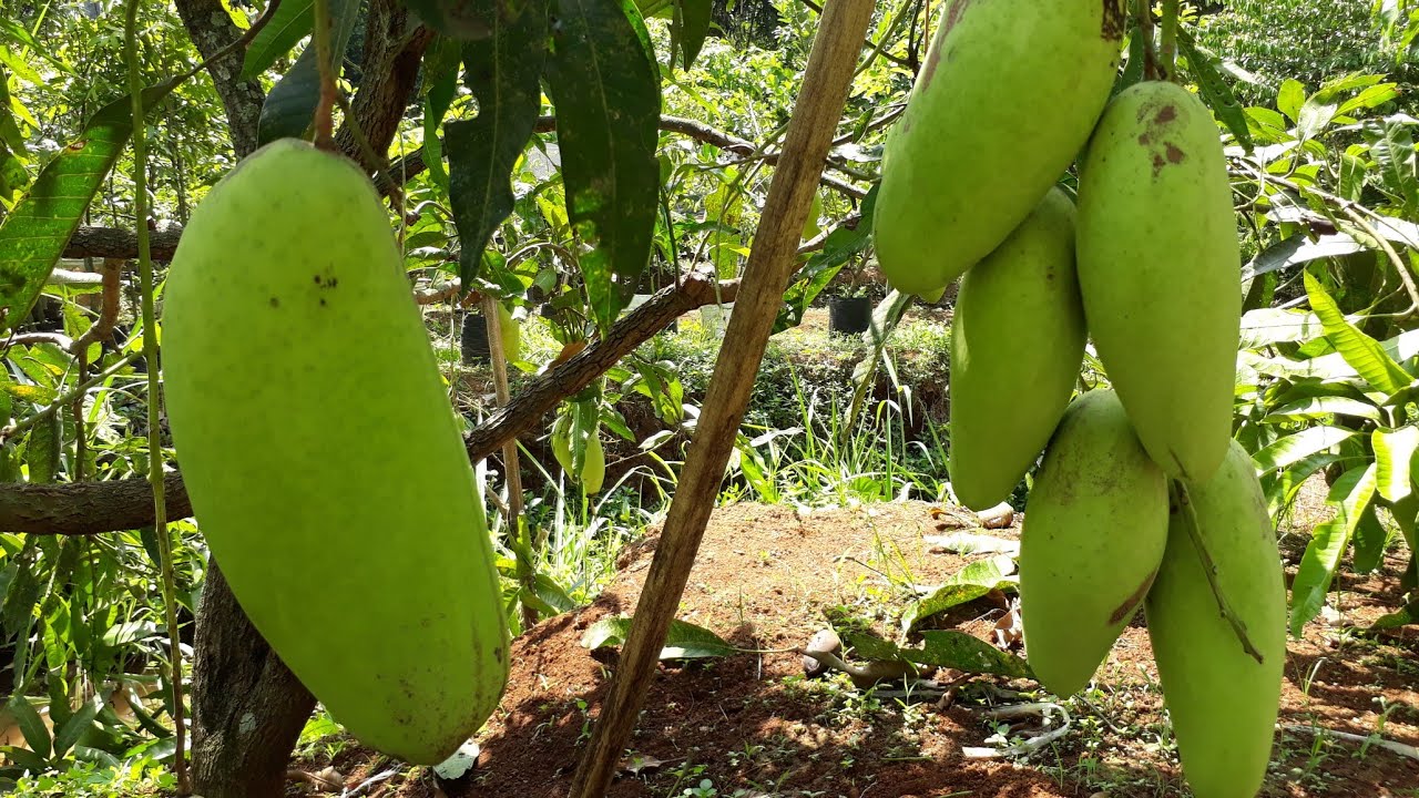 PINGIN TAHU MANTAPNYA JENIS MANGGA GOLEK INDIA