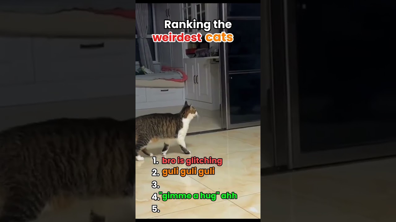 WEIRD ASS CATS || #weird #audio #cat