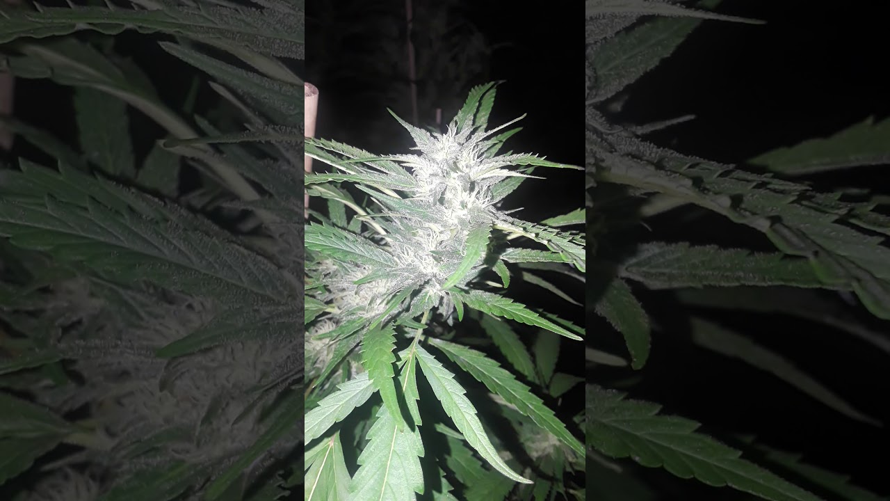 Slum garden Michigan week 4 flower