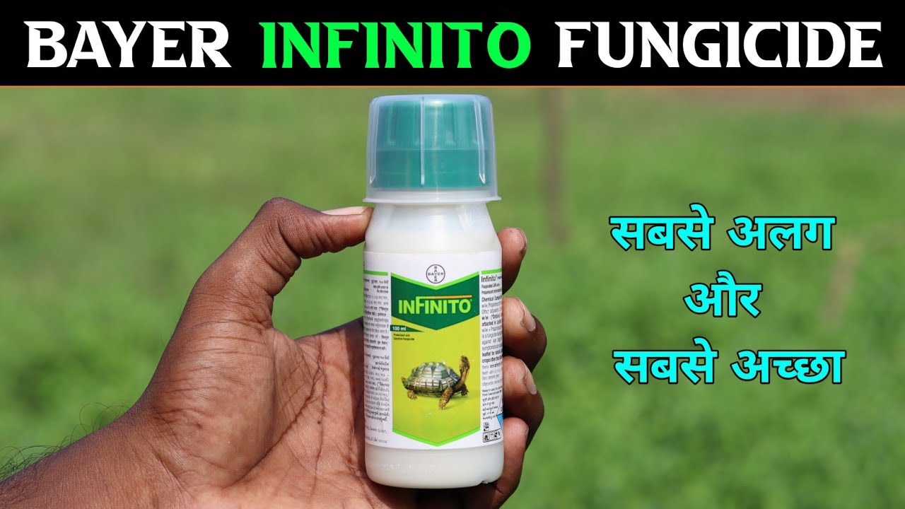 Infinito fungicide || Bayer Infinito || बायर का इनफिनिटो फंगीसाइड पूरी जानकारी