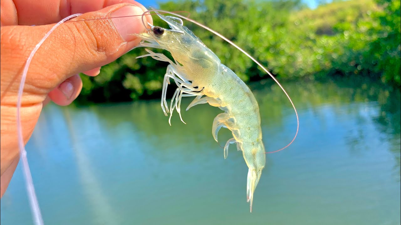Pesca de PARGOS con CAMAR&Oacute;N VIVO. 