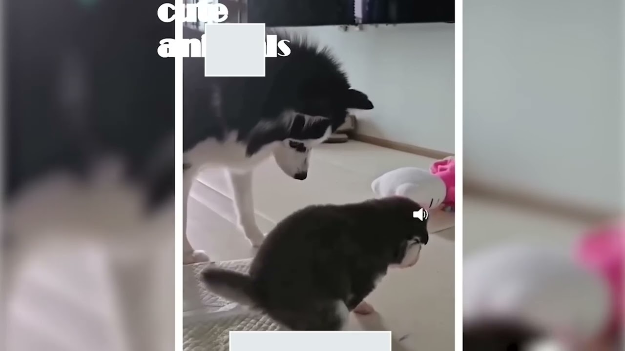 Funny and cute animals 😂🥳