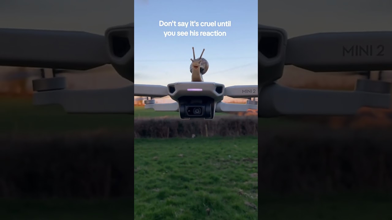 Funny snails 🐌
