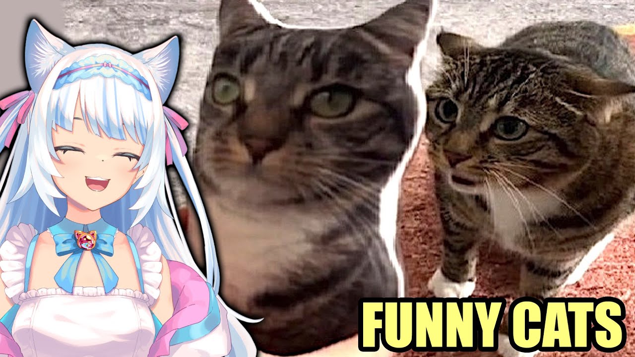 Just cats being cats | Cat Memes (Reaction)