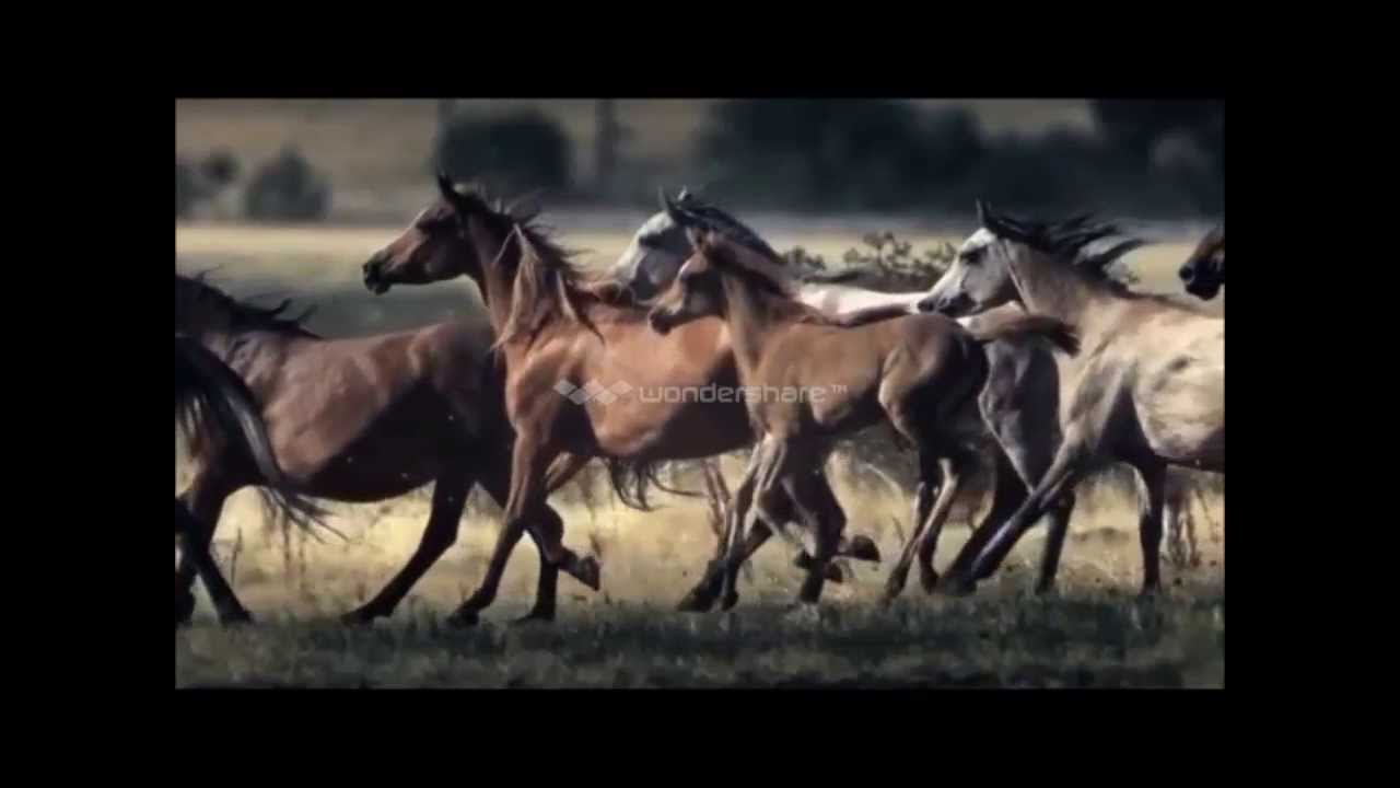 He can not stand still when the trumpet sound♥