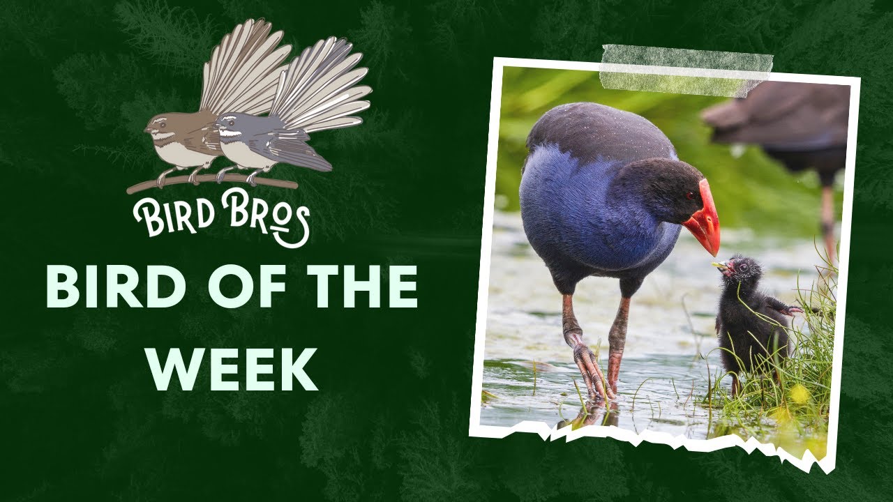 Bird of The Week - The Pūkeko