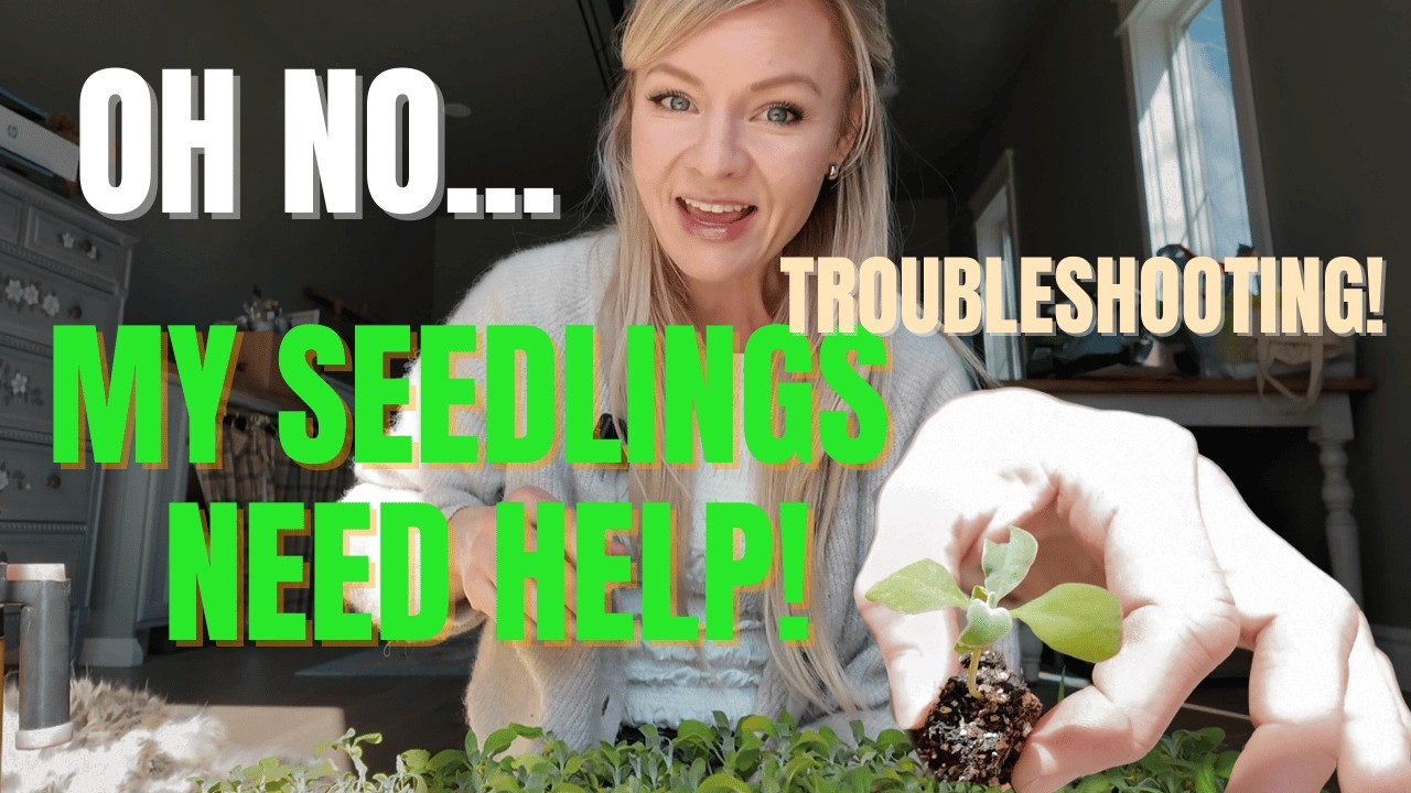 Seed starting TROUBLESHOOTING: are they beyond help???
