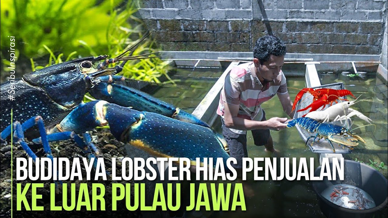 Peluang Usaha Budidaya Lobster Hias Air Tawar, Penjualan Ke Luar Pulau Jawa Bali dan Sumatera