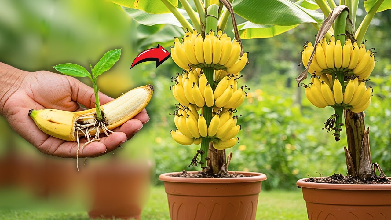 How To Grow Banana Trees From Banana Fruit | Growing Banana Plant From Banana Fruit Lot Of Fruits
