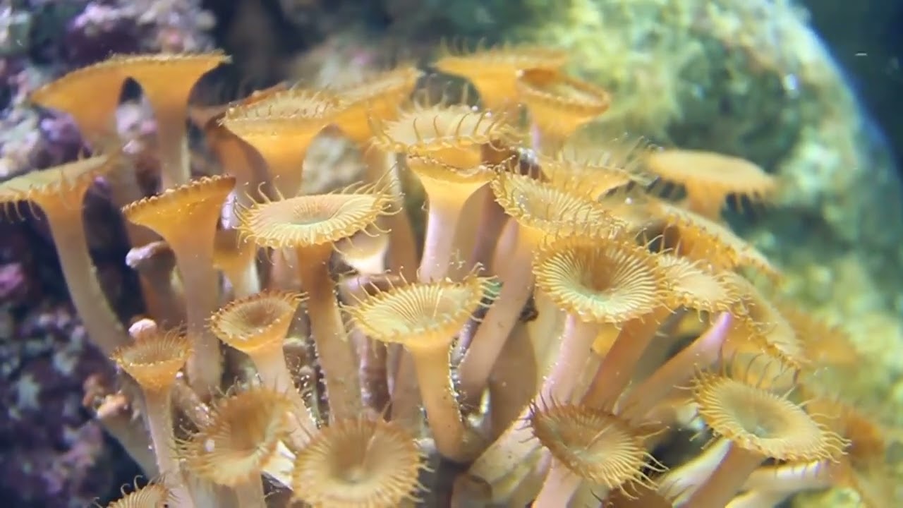 The Hidden Lives of Cheiracanthium mildei