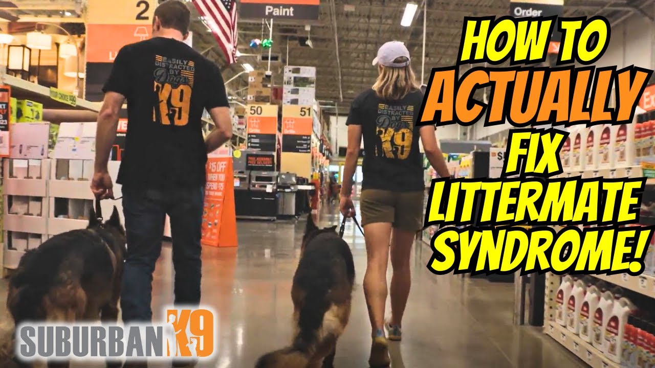 Can You Fix Littermate Syndrome? Exercises That Work