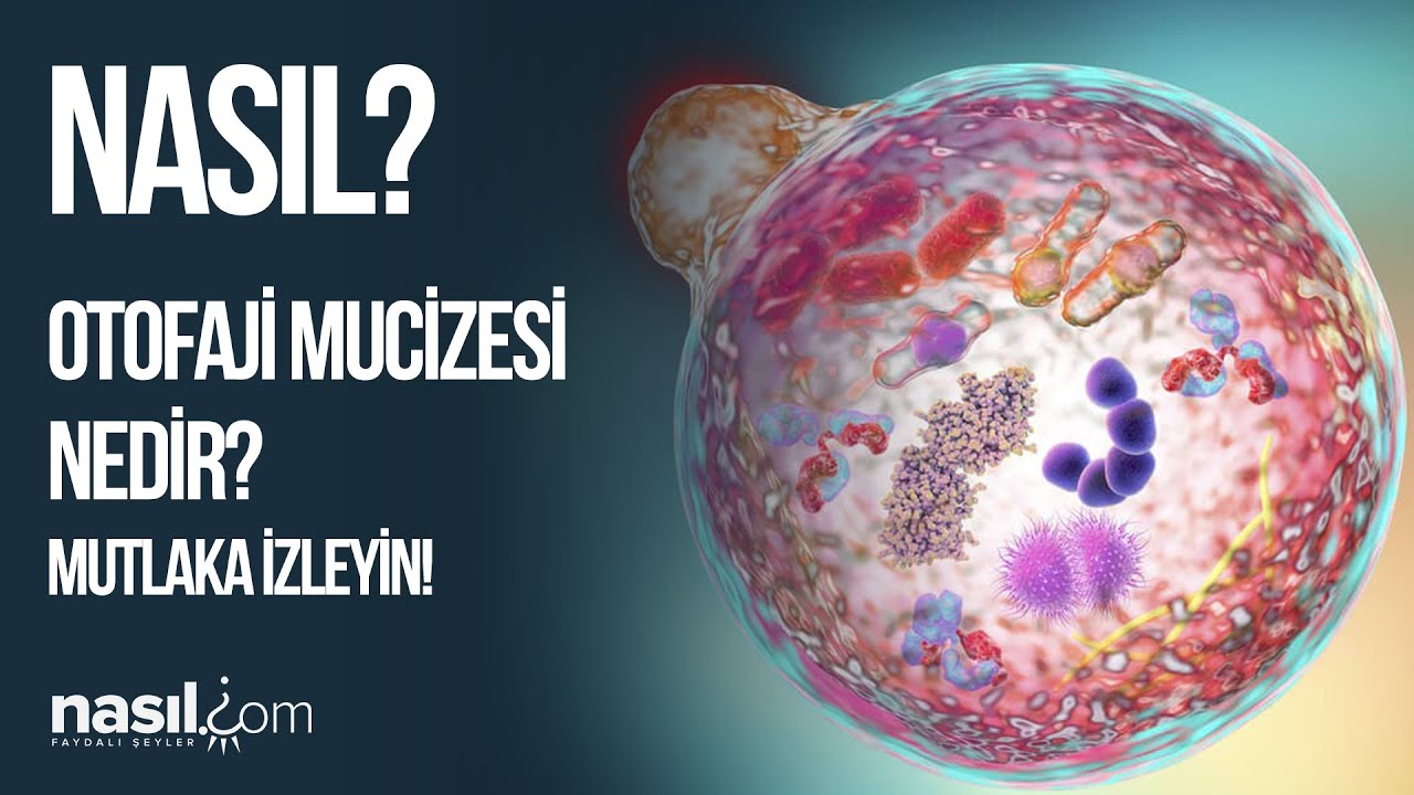 OTOFAJİ NEDİR? Uzun S&uuml;re A&ccedil; Kalmanın Mucizesi!