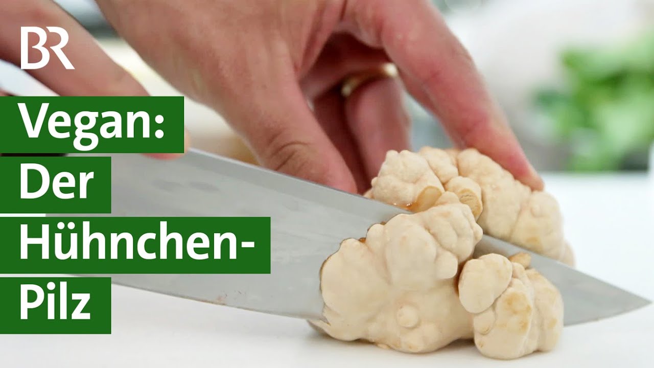 Vegane Delikatesse: Start-Up züchtet Hühnchen-Pilz | Chicken of the Woods | Unser Land | BR