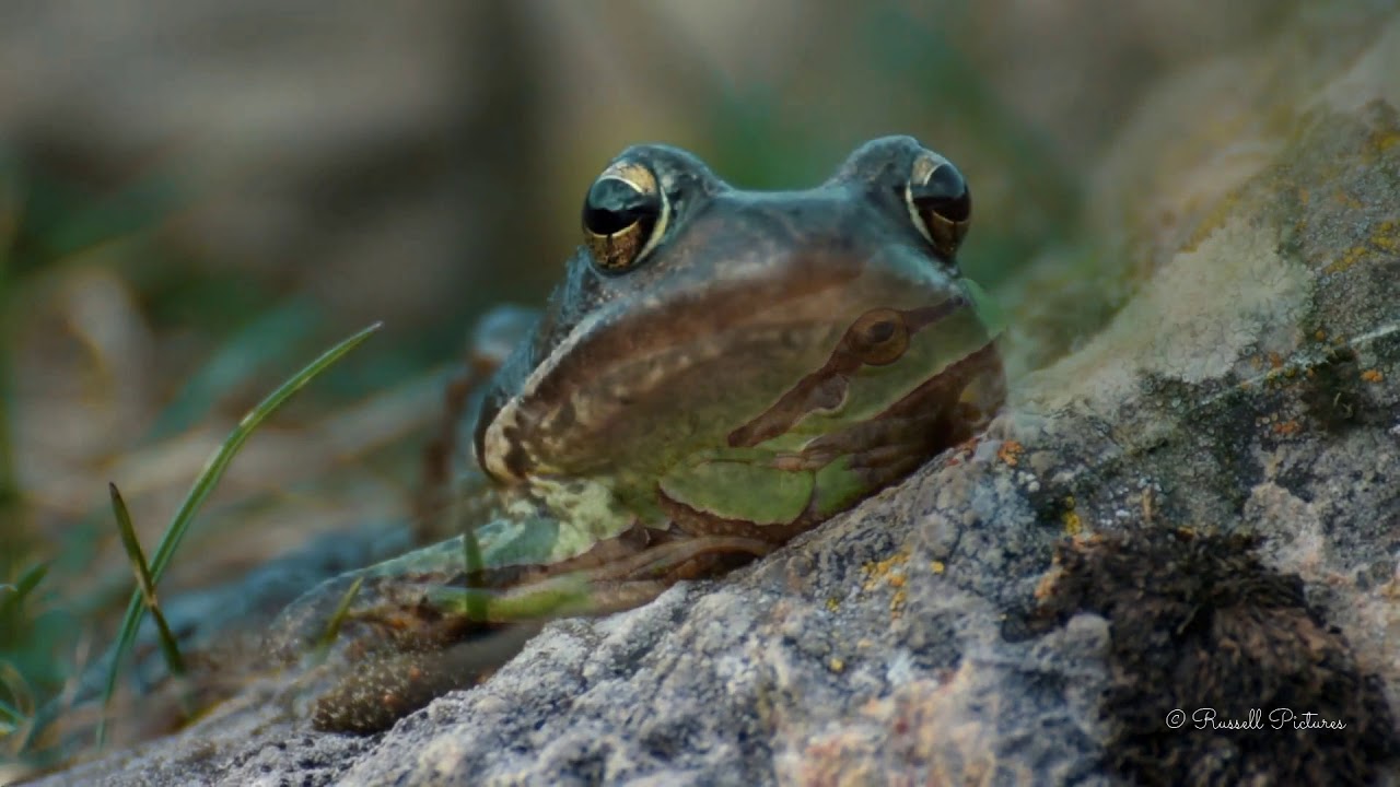 Fauna de somiedo.