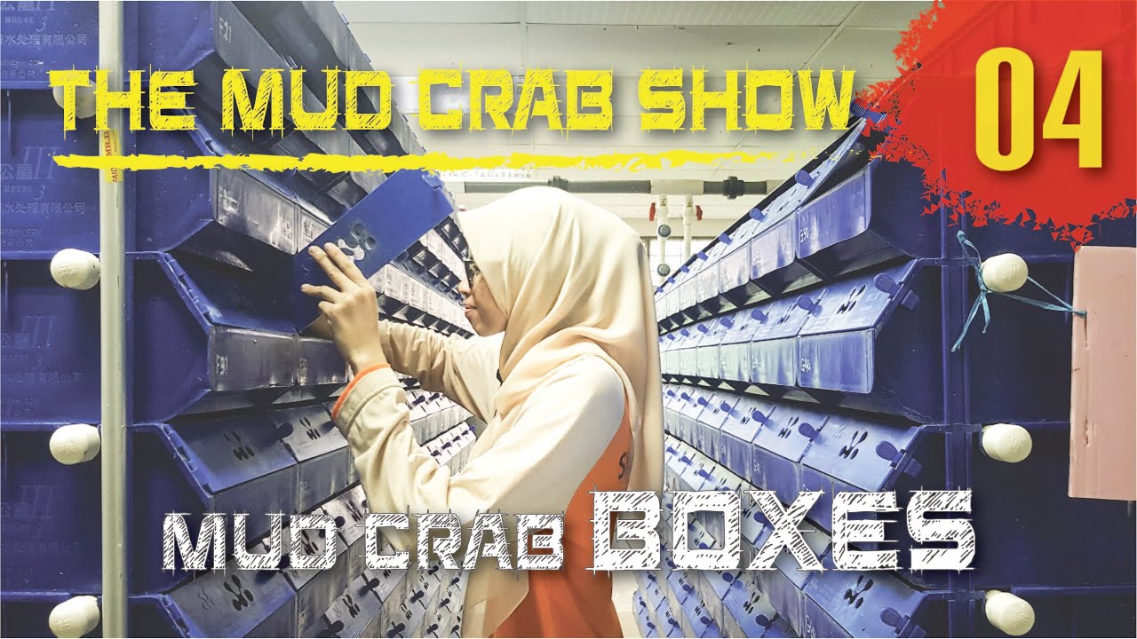 Box Selection for Mud Crabs (Scylla Spp) [ENGLISH | MALAY Subs] | Episode 4 | The Mud Crab Show