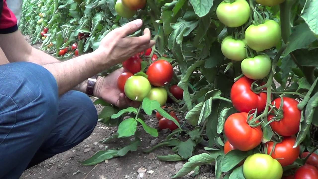 Kumluca - Domates Üretimi - Killi Toprak Düzenleme - Verimlilik - Toprak Nemi - Toprak Havası