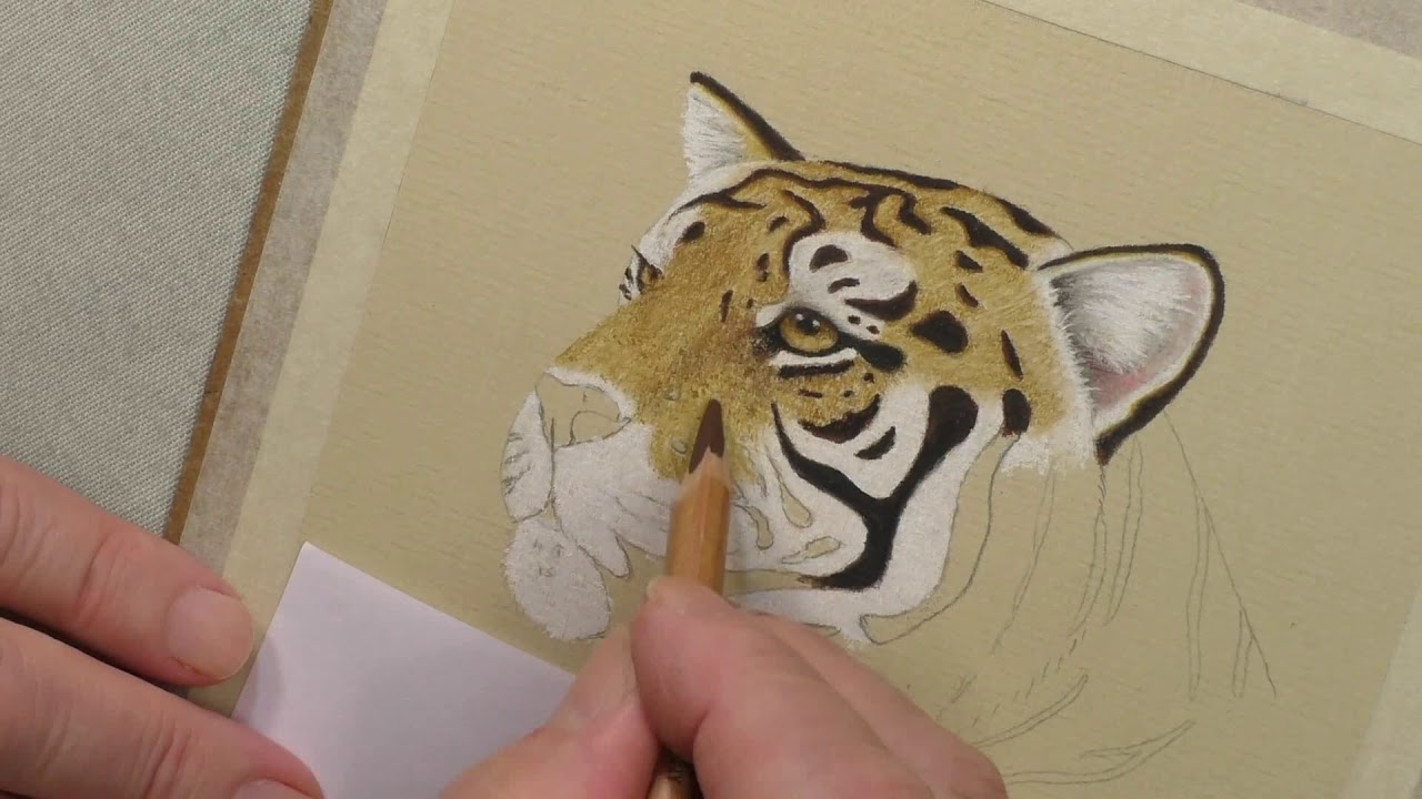 Tiger Time Lapse Drawing | Pastel Pencils