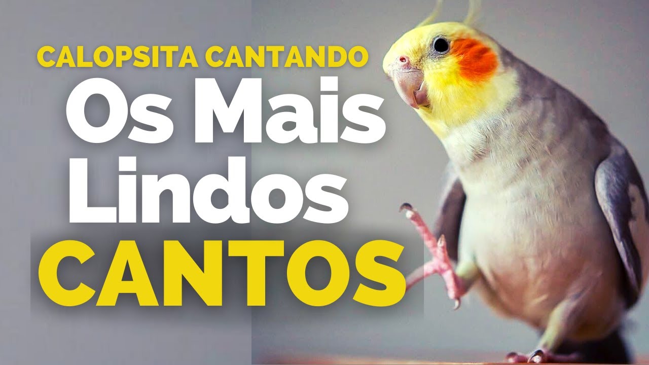 Calopsita Cantando os MELHORES CANTOS de Calopsitas Para Ensinar sua Calopsitas [ ATUALIZADO ]