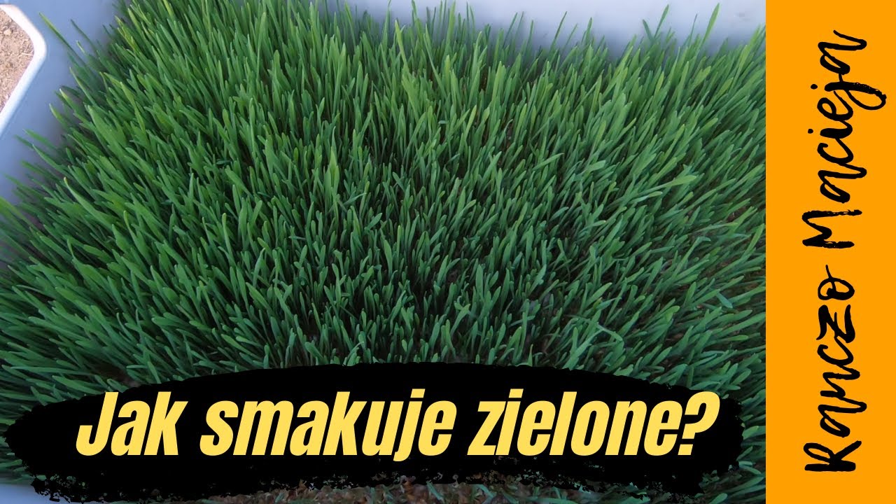 Zielone kiełki i twarde jaja 😉#105