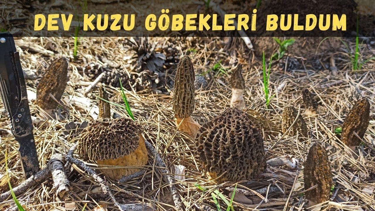Kuzugöbeği avı 8 Nisan 2023-Saklanan Kuzu Göbeği Mantarlarını Buldum-Göbelek Mantarı Nasıl Bulunur?