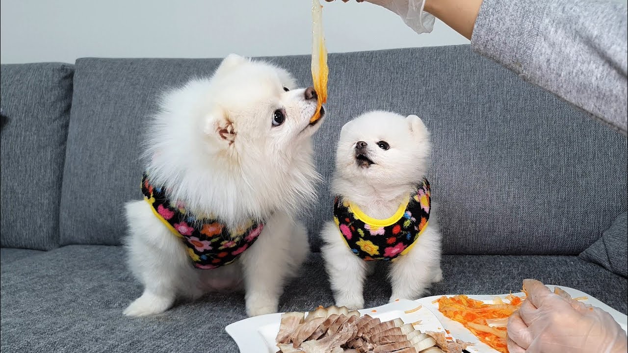 김치없이 못살아ㅋㅋ 김장옷 입고 보쌈 김치 먹방 ㅣ강아지김치 레시피