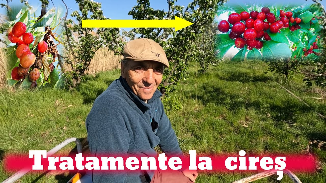 Tratamente la cireș
