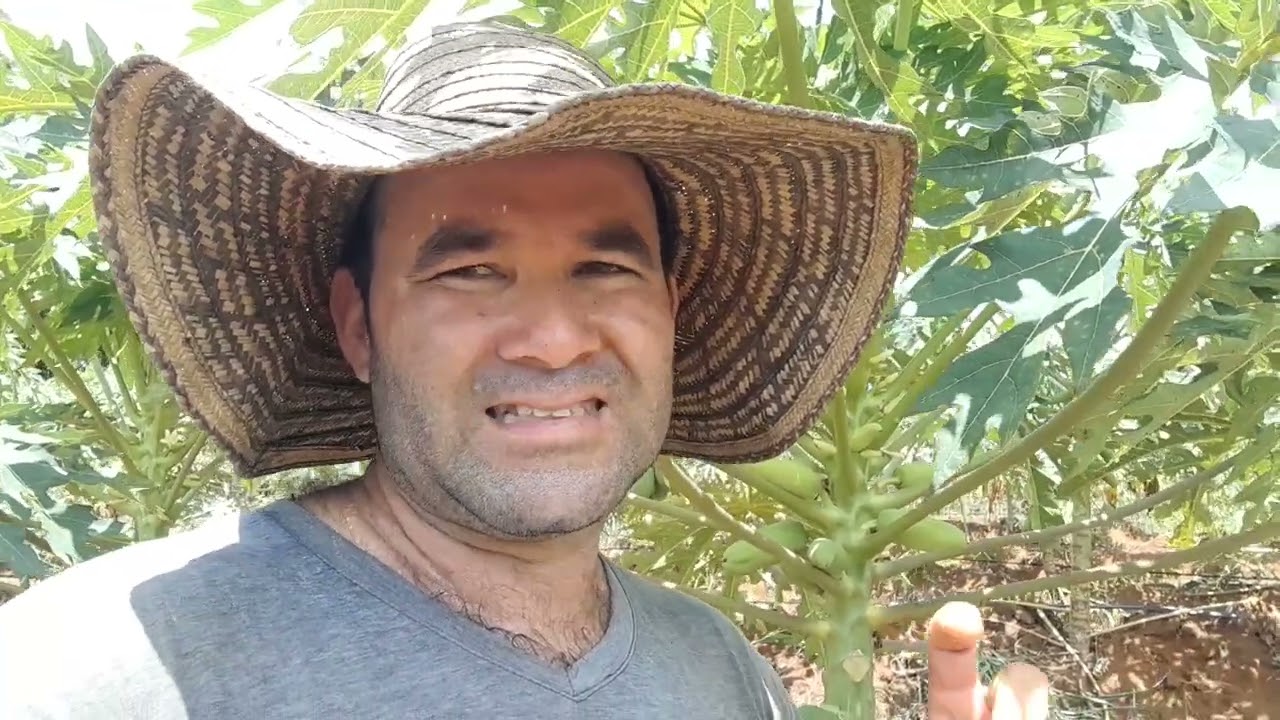 ¿Cual es la clase de abono que se debe aplicar al cultivo de papaya cuando está en crecimiento?