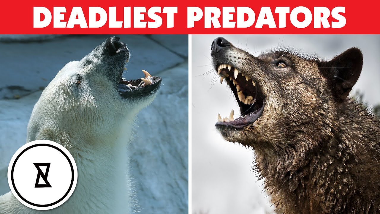 10 Most Dangerous Animals In The World!