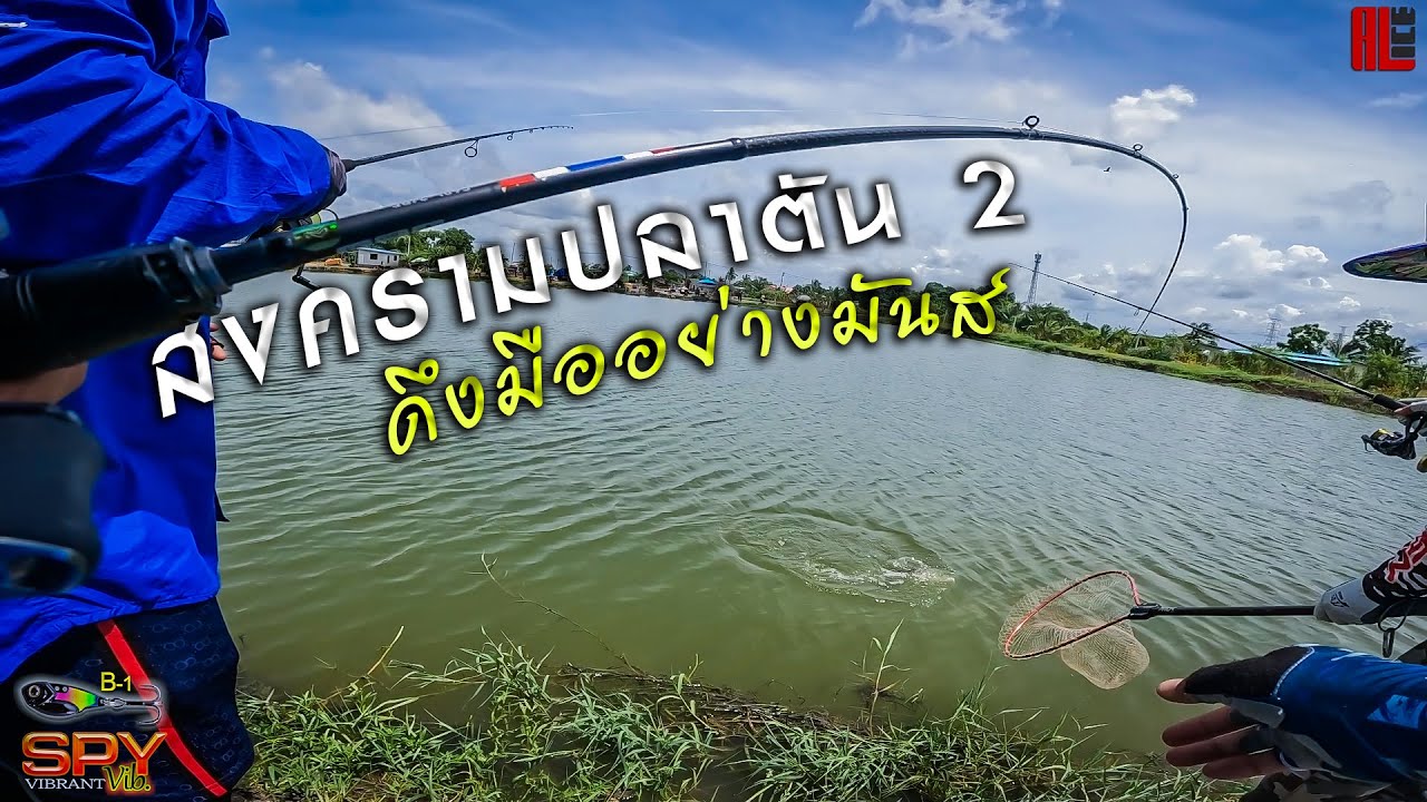 #สงครามปลากะพงตัน2..หลังน้ำเดือดเก็บกระดี่ล้วน..ดึงมือโครตมันส์..!!
