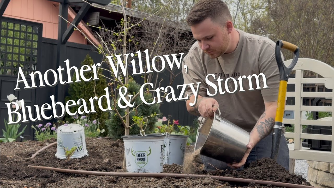 Crazy Weather Gardening!🌧️Planting Bluebeards, & Sad Dappled Willow || Visit Our Garden