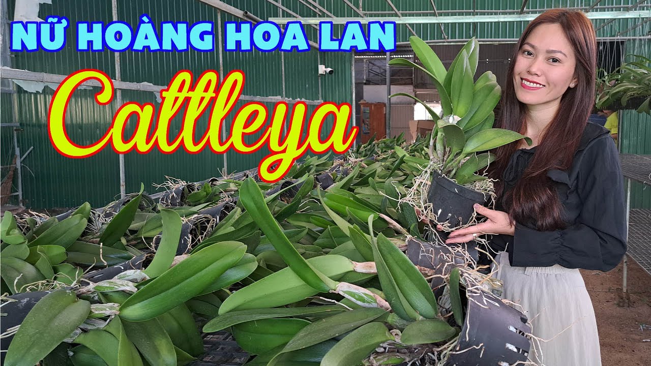CATTLEYA NỮ HO&Agrave;NG C&Aacute;C LO&Agrave;I HOA  / Hoa Lan 4U