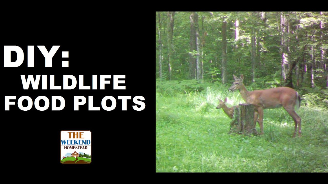 DIY: EASY WILDLIFE FOOD PLOTS