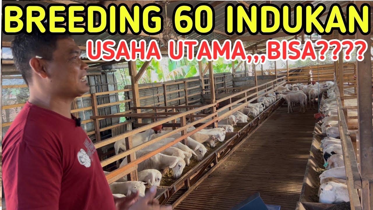 TERNAK 60 INDUKAN USAHA UTAMA BEGINI PASTI UNTUNG