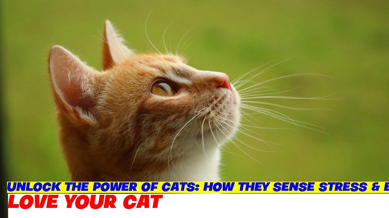 Unlock the Power of Cats: How They Sense Stress & Emotions
