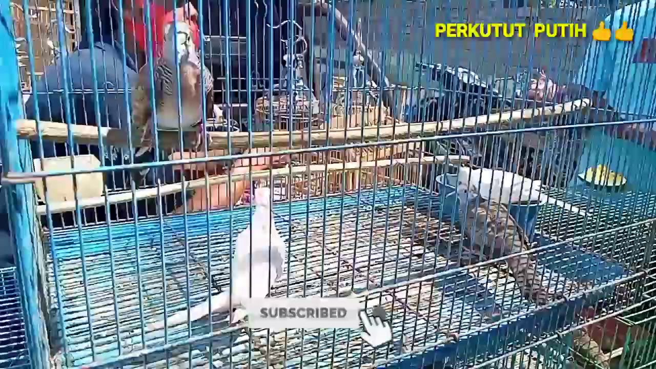 Survei harga PERKUTUT PUTIH di Pasaran