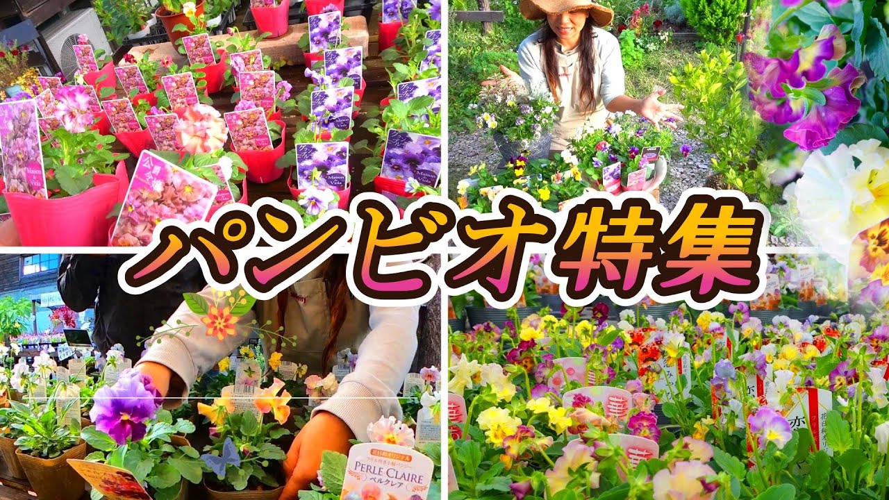 【パンジー】【ビオラ】美しすぎるパンビオ新時代🌼華やかさに心躍ります♪