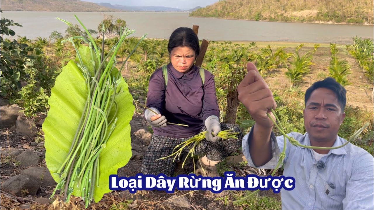 Loại Dây Rừng Ăn Được- Video Jarai Tây Nguyên #viralvideo #trending 