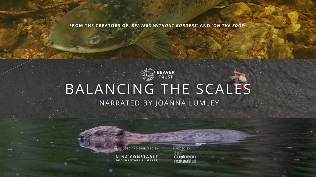 Balancing The Scales