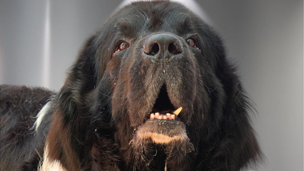 This Stray Newfoundland Dog Yelled At Me His Entire Grooming Appointment!