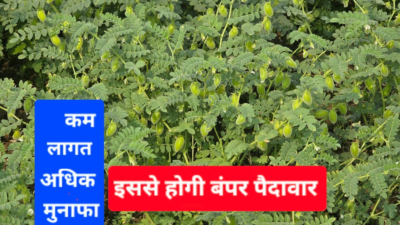 चने में कम लागत में होगी बंपर पैदावार 😎 चने की खेती 👍 रशियन गोल्ड चना (Russian gold)