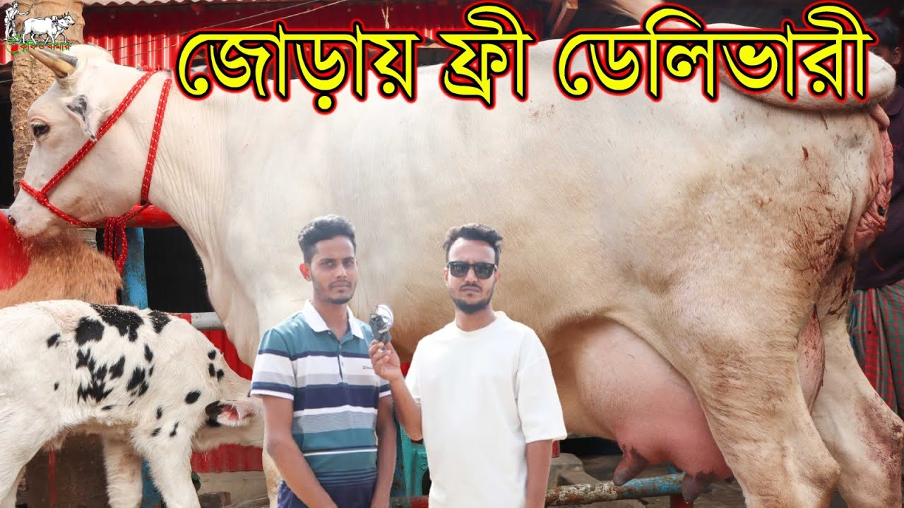 সব ধরনেরই গাভীর রমরমা কালেকশন দেখুন।জার্সি গাভীর মেলা এই খামারে।ছোট-বড় সব ধরনের গাভী।Krishi TV
